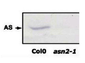 ASN | Glutamine-dependent asparagine synthetase in the group Antibodies Plant/Algal / Nitrogen Metabolism at Agrisera AB (Antibodies for research) (AS20 4425)